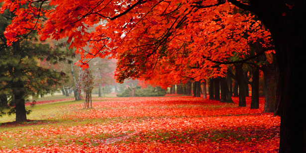 RedTree